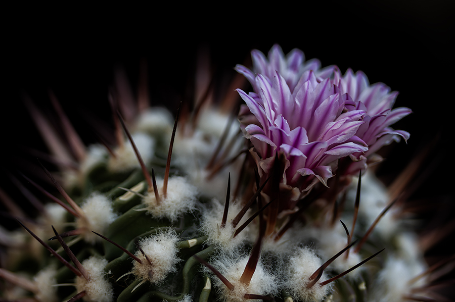 Echinofossulocactus
