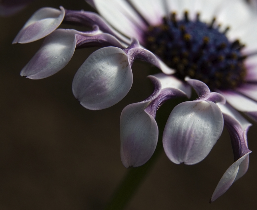 Osteospermum