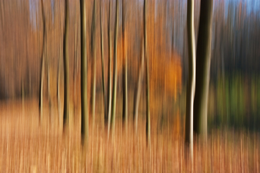 Podzimní les I