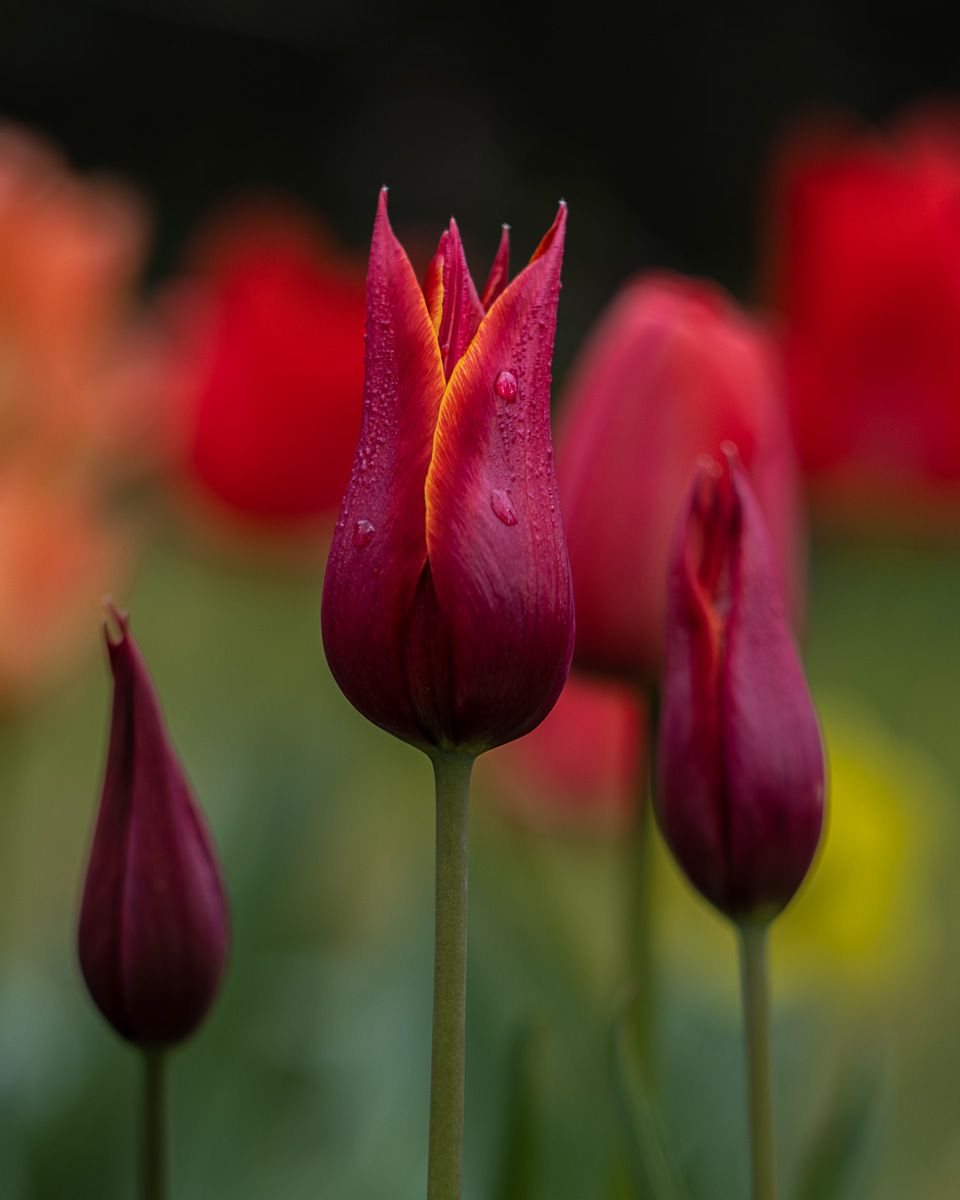 Tulipán