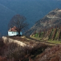 Velké Žernoseky - vinice