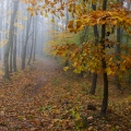 Podzimním lesem