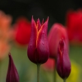 Tulipán