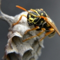 Vosa